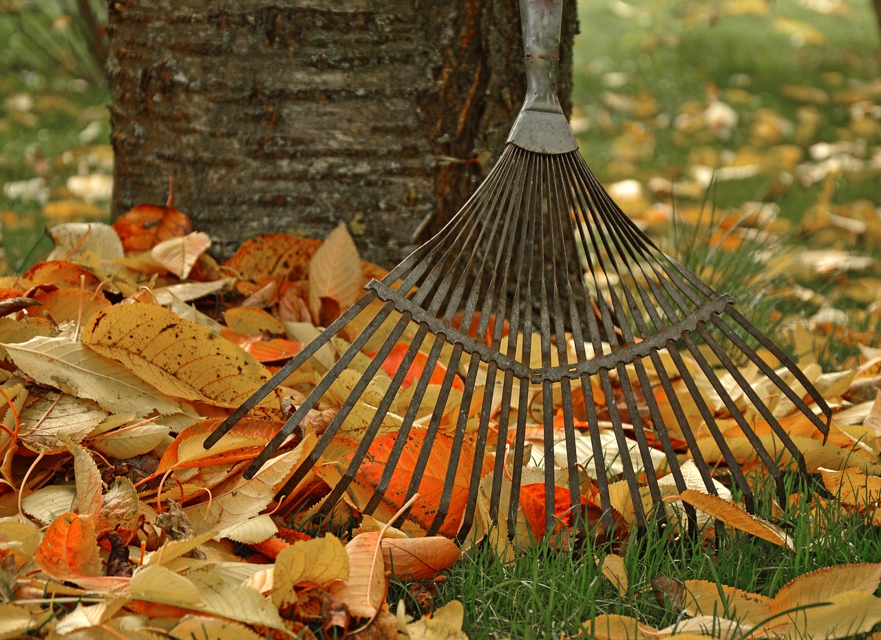 Person raking leaves off the lawn