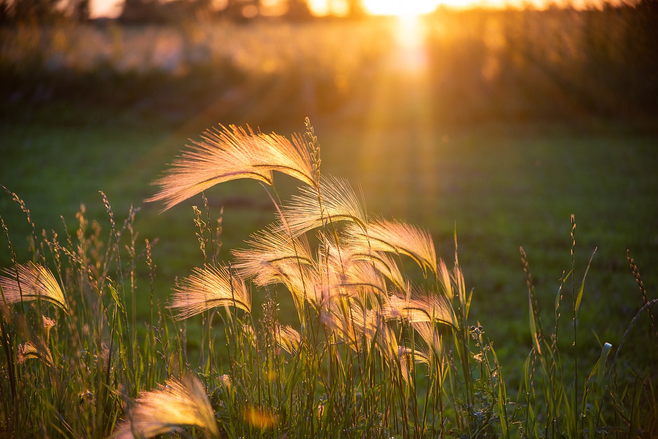Overgrown weeds in a lawn
