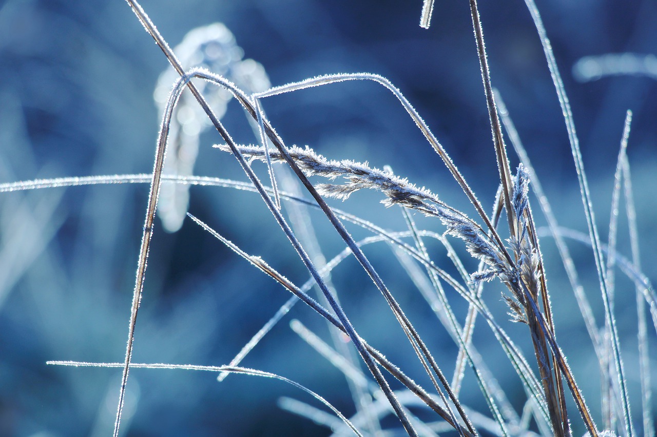 ☃ Winter Wonderland: 10 Essential Ways to Protect Your Lawn During the Chilly Season